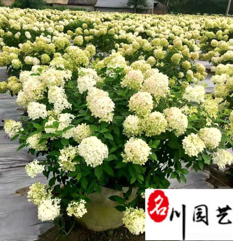 圆锥绣球批发价格花期长花型好优质花坛花境园林观赏花卉