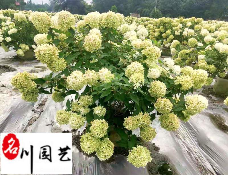 圆锥绣球批发价格花期长花型好优质花坛花境园林观赏花卉