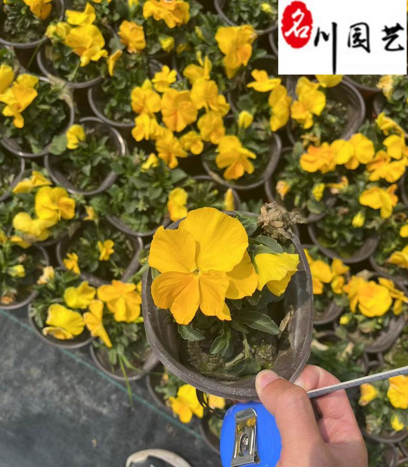出售优质三色堇杯苗成都草花批发专营颜色多量大优惠