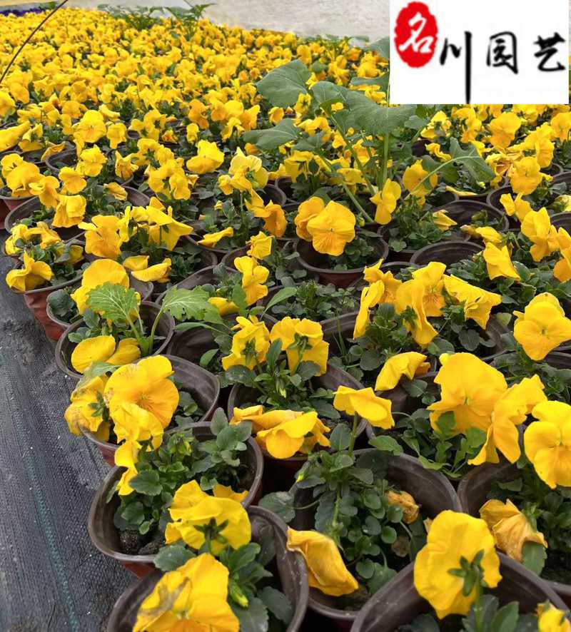 出售优质三色堇杯苗成都草花批发专营颜色多量大优惠