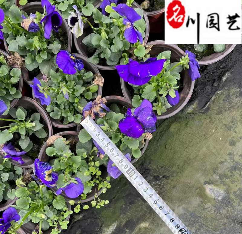 出售优质三色堇杯苗成都草花批发专营颜色多量大优惠