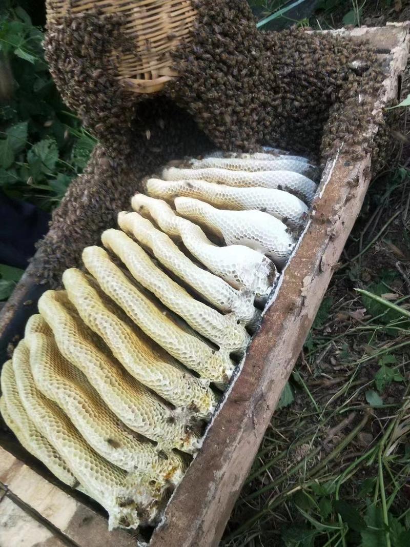 精品秦岭土蜂蜜大量供应支持批发零售一件代发保质保量包邮