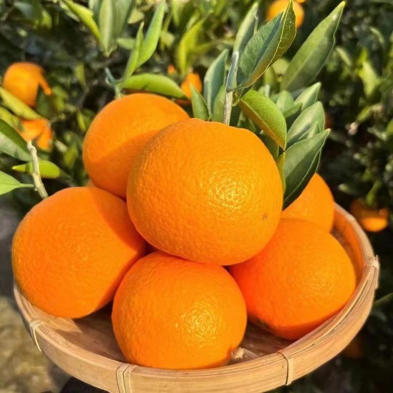 秭归伦晚脐橙大量上市中全部一手货源价格可谈欢迎全国客户咨询