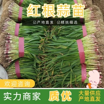 【蒜苗】河南红根蒜苗产地直发品质保证量大从优欢迎咨询