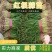 【蒜苗】河南红根蒜苗产地直发品质保证量大从优欢迎咨询