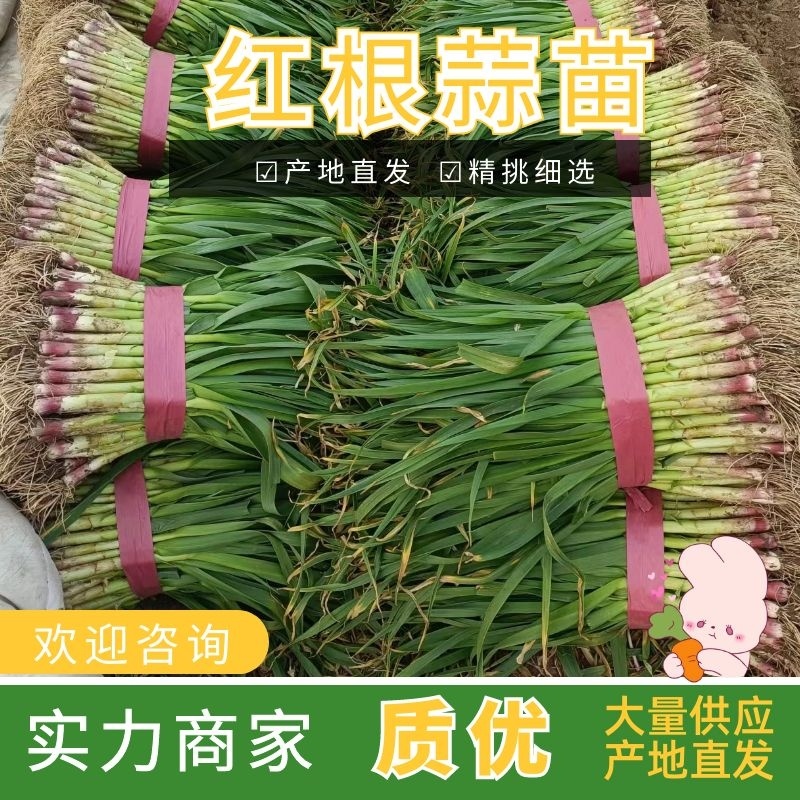 【蒜苗】河南红根蒜苗产地直发品质保证量大从优欢迎咨询