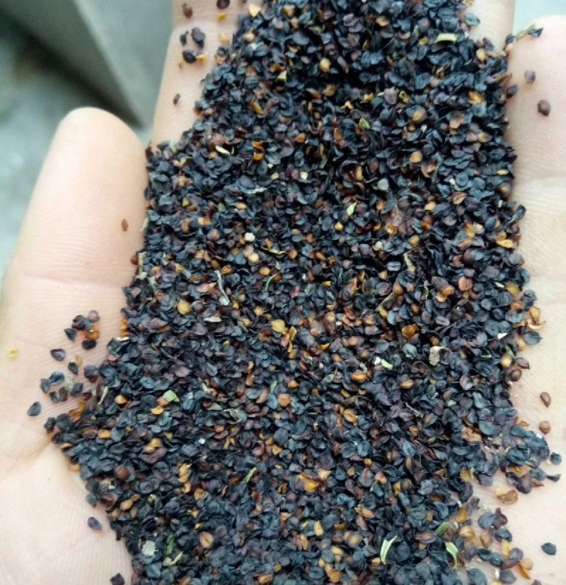 新产瞿麦种子高产抗病常年供应量大优惠详情请咨询