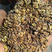 威灵仙种子山辣椒秧保芽率提供种植技术