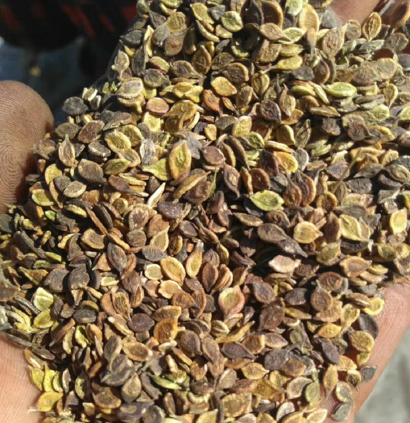 威灵仙种子山辣椒秧保芽率提供种植技术
