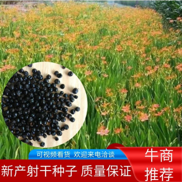射干花卉种子中草药用植物射干种子籽家庭装种子籽可盆栽