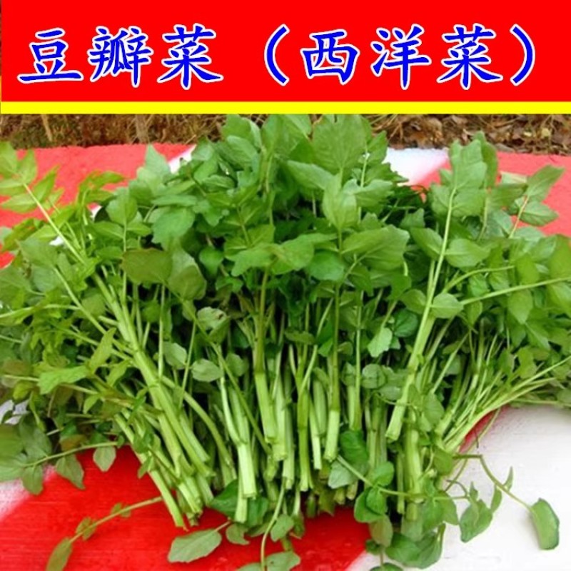 西洋菜豆瓣菜种子，水陆两生水芥菜，耐热耐寒，多次采收