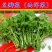 西洋菜豆瓣菜种子，水陆两生水芥菜，耐热耐寒，多次采收