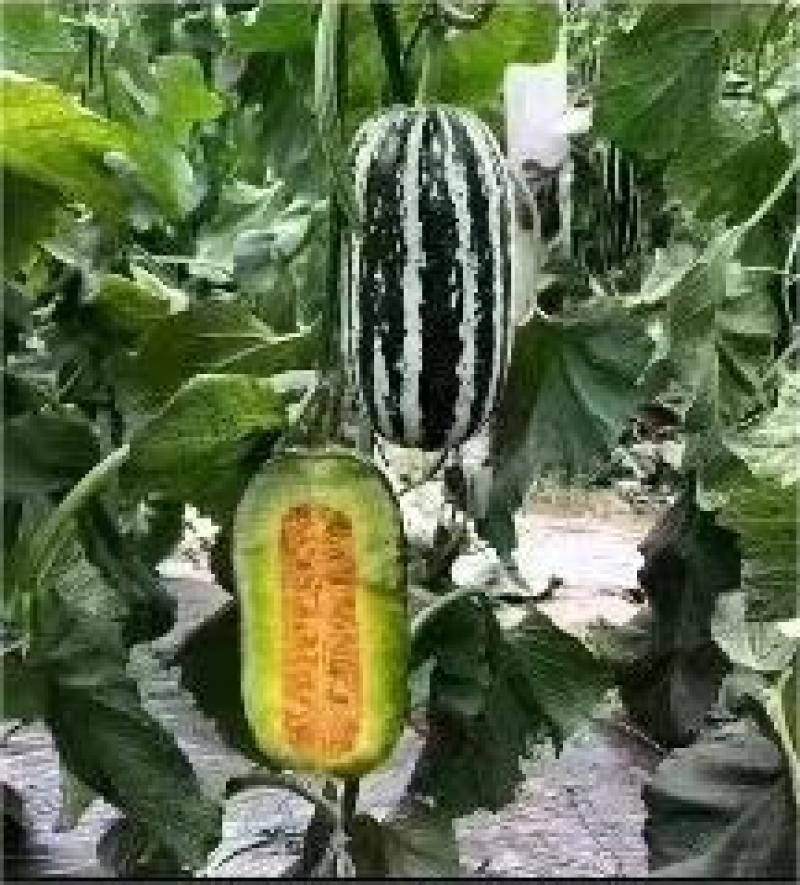 【一件代发】山东精品博洋9甜瓜大量供应产地直发包邮
