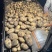 内蒙古产地精选土豆沃土5号黄皮黄心抗病价格优对接全国客商