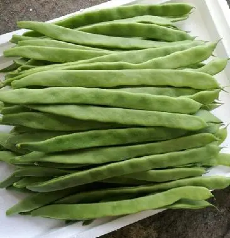 山东商河芸豆扁青芸豆产地直供货源充足欢迎咨询