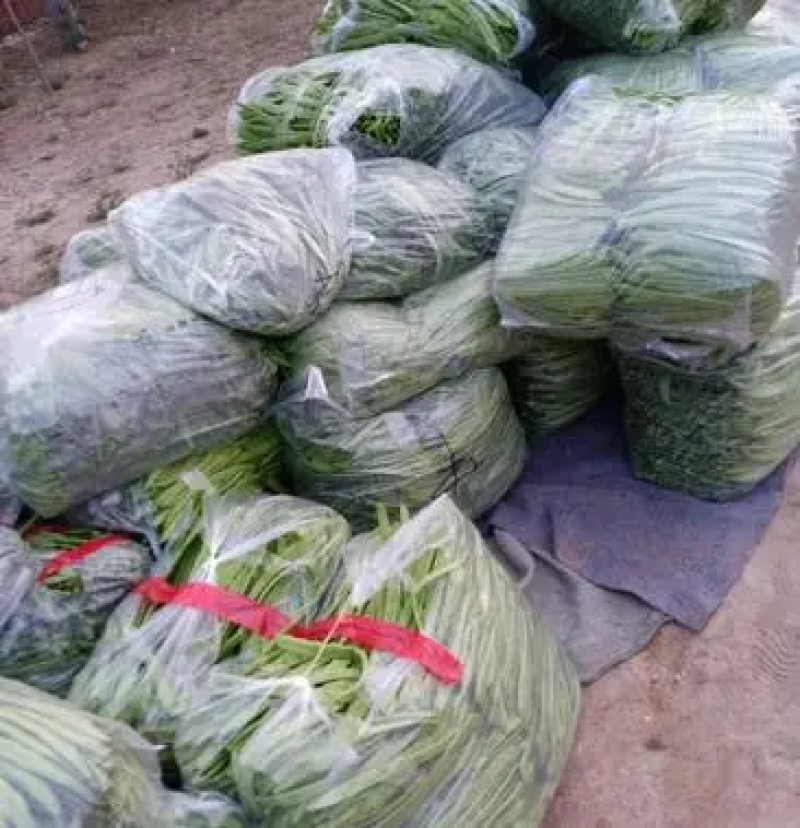 山东商河芸豆扁青芸豆产地直供货源充足欢迎咨询