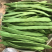 山东商河芸豆扁青芸豆产地直供货源充足欢迎咨询
