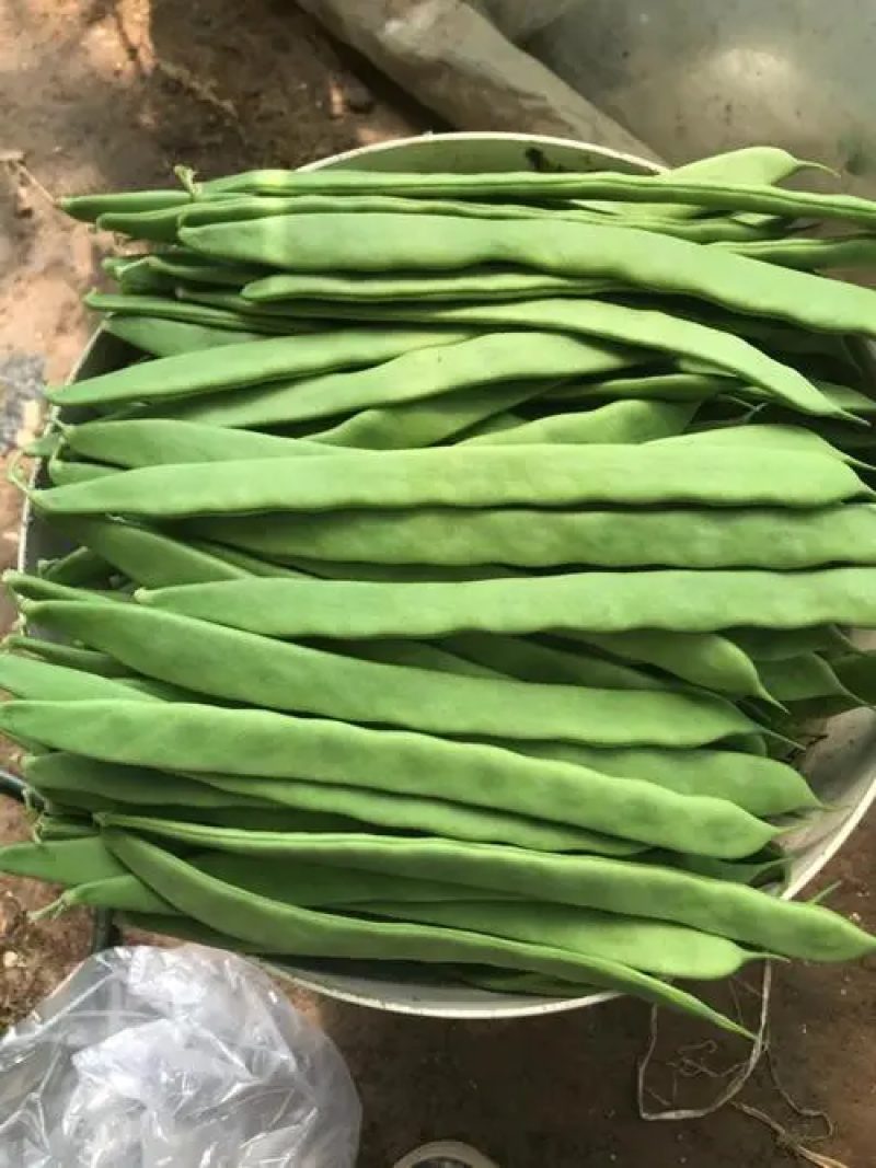 山东商河芸豆扁青芸豆产地直供货源充足欢迎咨询