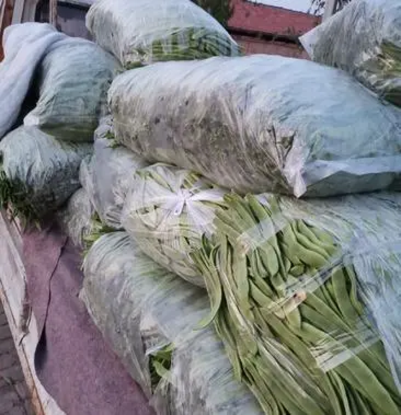 山东商河芸豆扁青芸豆产地直供货源充足欢迎咨询