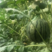 【新鲜直达】济南珍珠红西瓜现摘现发产地直发代发全国