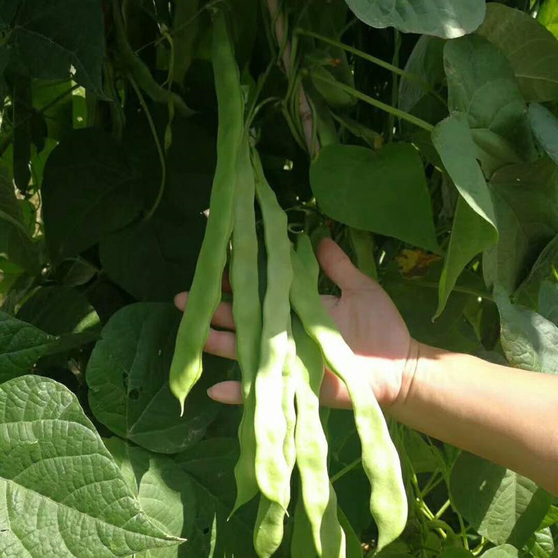 富芳小神龙四扁芸豆种子高产宽扁青顺直架豆种子早熟春秋1斤