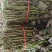 【优质红薯苗】脱毒红薯苗西瓜红薯苗商薯苗等欢迎来电咨询