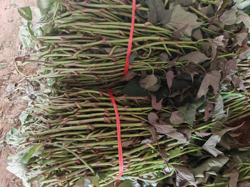 【优质红薯苗】脱毒红薯苗西瓜红薯苗商薯苗等欢迎来电咨询