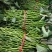 【优质红薯苗】脱毒红薯苗西瓜红薯苗商薯苗等欢迎来电咨询