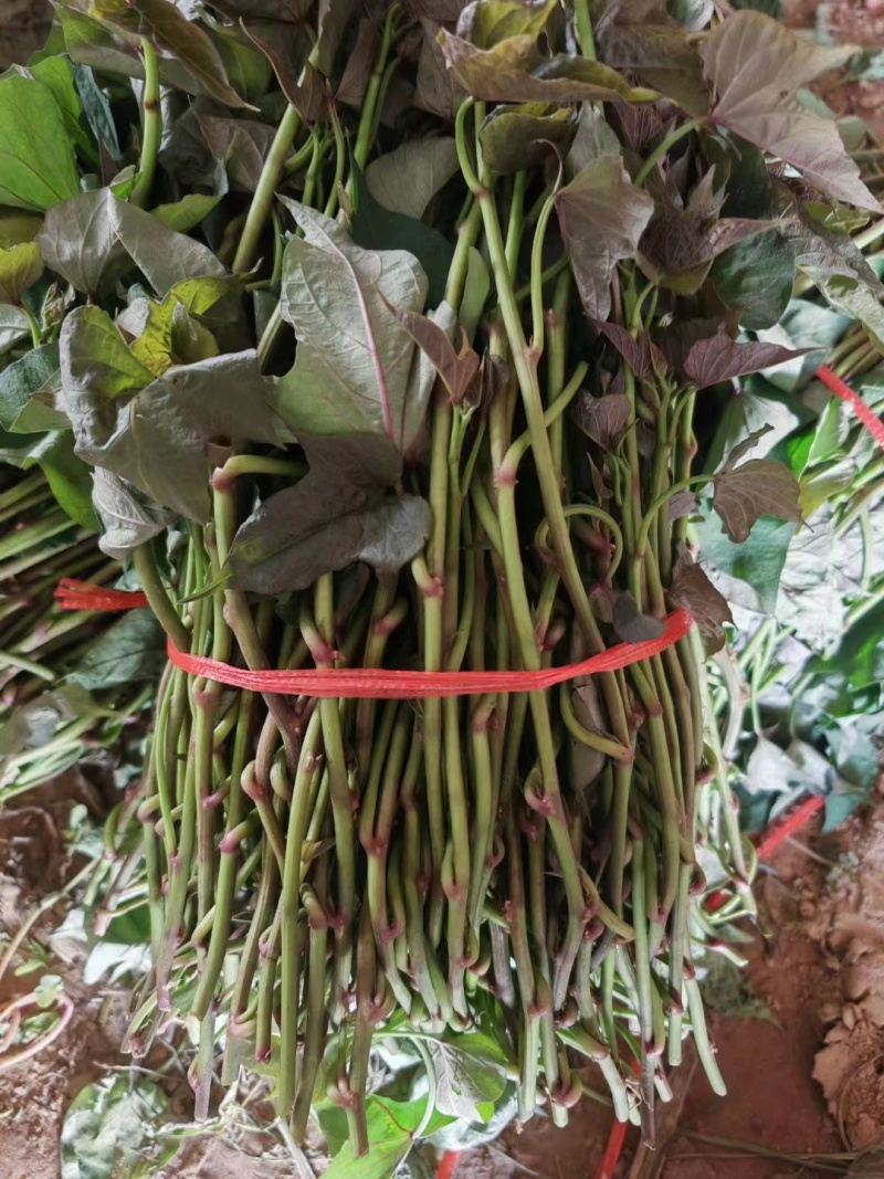 【推荐】红薯苗西瓜红大田苗基地栽种一手货源发往全国市场