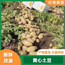 【推荐】精品黄心土豆大量上市品质保证量大从优一手货源