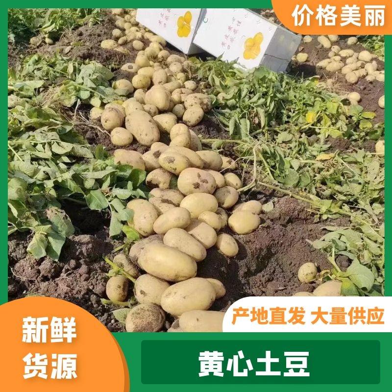 【推荐】精品黄心土豆大量上市品质保证量大从优一手货源