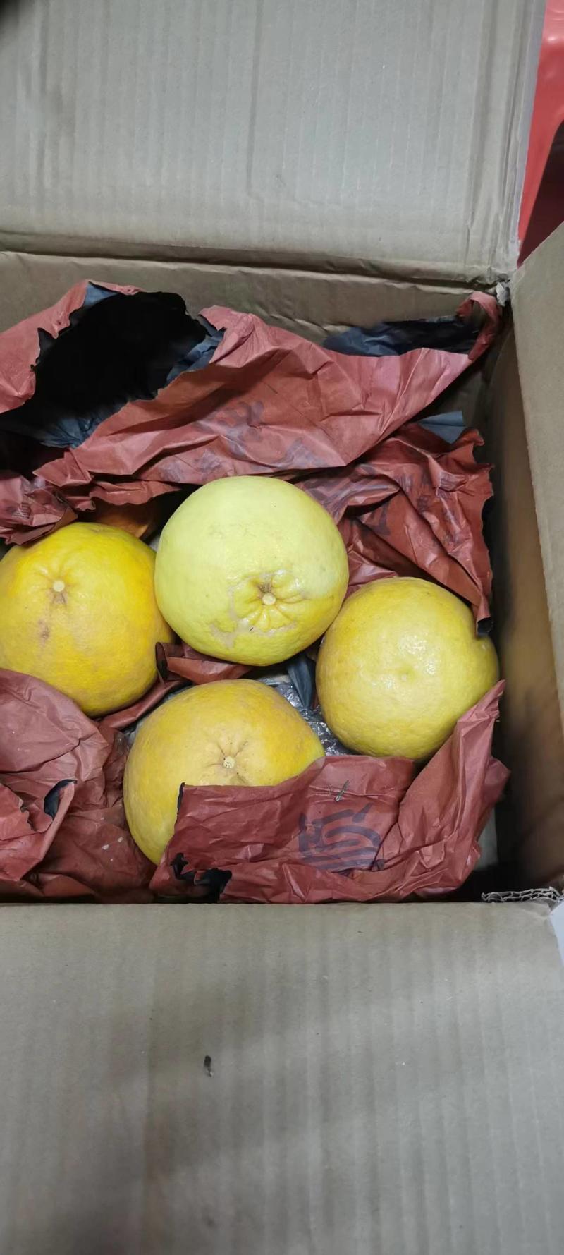 【推荐】福建精品葡萄柚价格低口感好，千亩果园，批发价