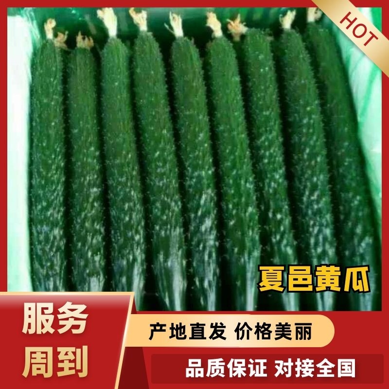 基地直发河南密刺黄瓜绿肉货优欢迎各位老板采购