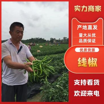 广西线椒精品线椒15~20厘米中辣价格优惠可视频看货