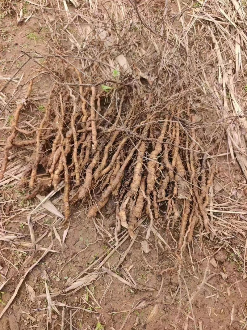 江西地道粉防己2年大苗，万亩基地直发，免费技术指导欢迎咨询