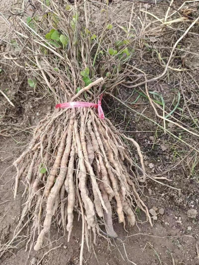 江西地道粉防己2年大苗，万亩基地直发，免费技术指导欢迎咨询