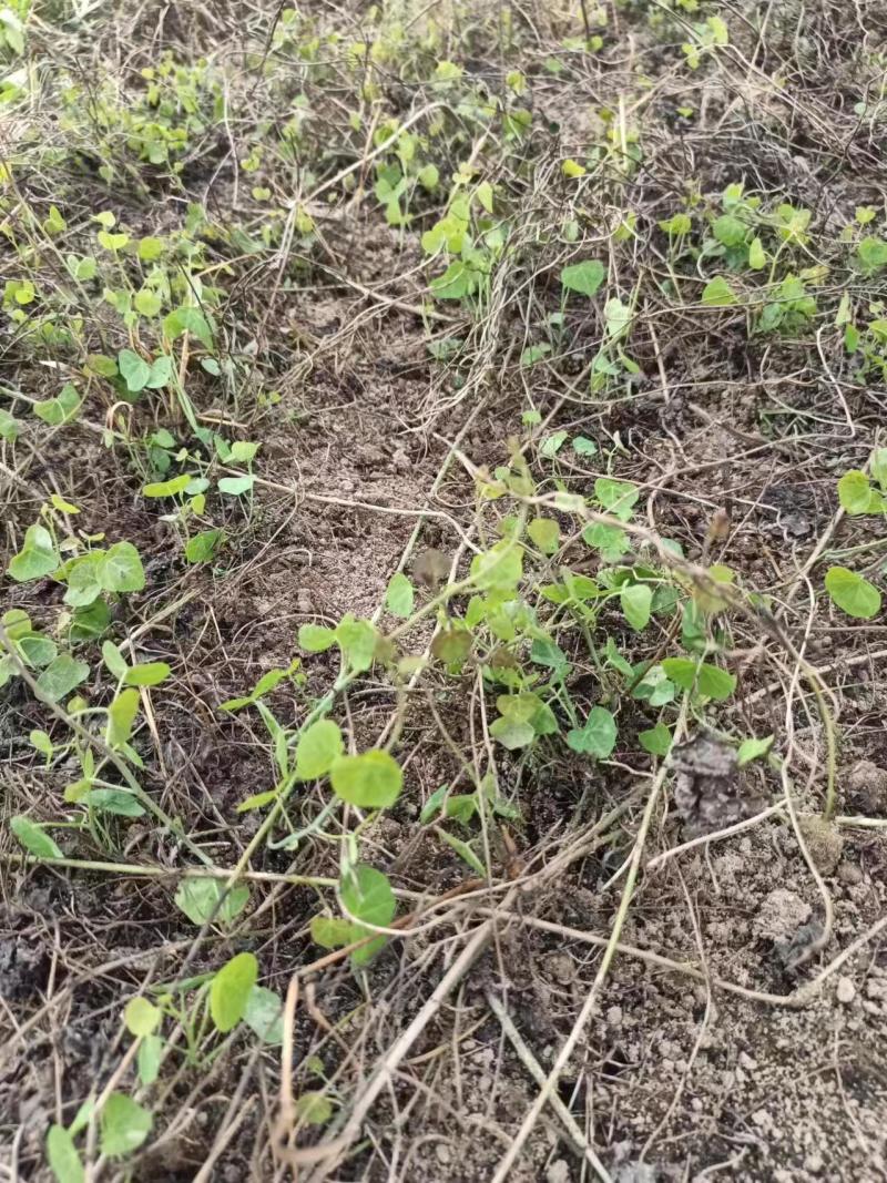 江西地道粉防己2年大苗，万亩基地直发，免费技术指导欢迎咨询