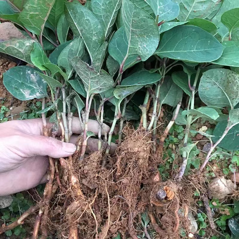万亩基地直发驯化虎杖苗，一手货源价格优惠包技术指导