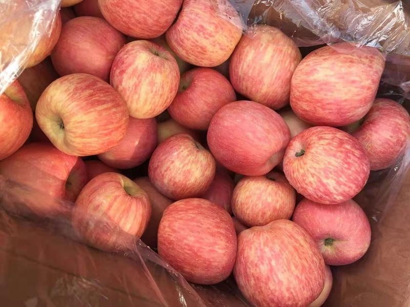 糖心红富士苹果甜度15以上保质保量现摘现发规格全价格低