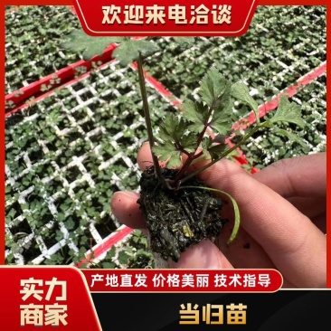 【实力】云南当归苗-存活率高-对接市场-欢迎前来基地考察