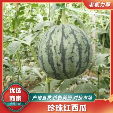 【新鲜直达】济南珍珠红西瓜现摘现发产地直发代发全国