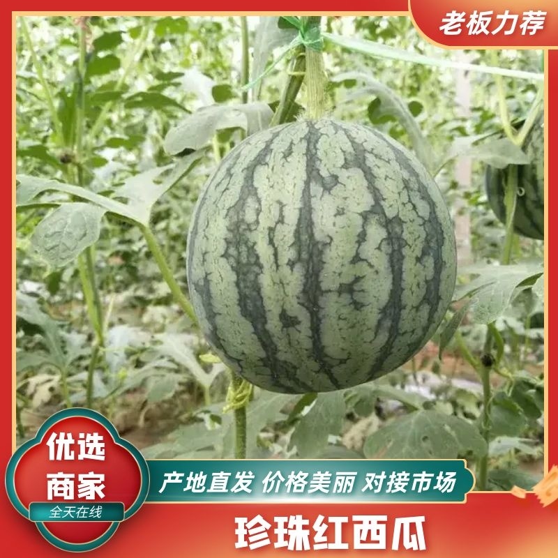 【新鲜直达】济南珍珠红西瓜现摘现发产地直发代发全国