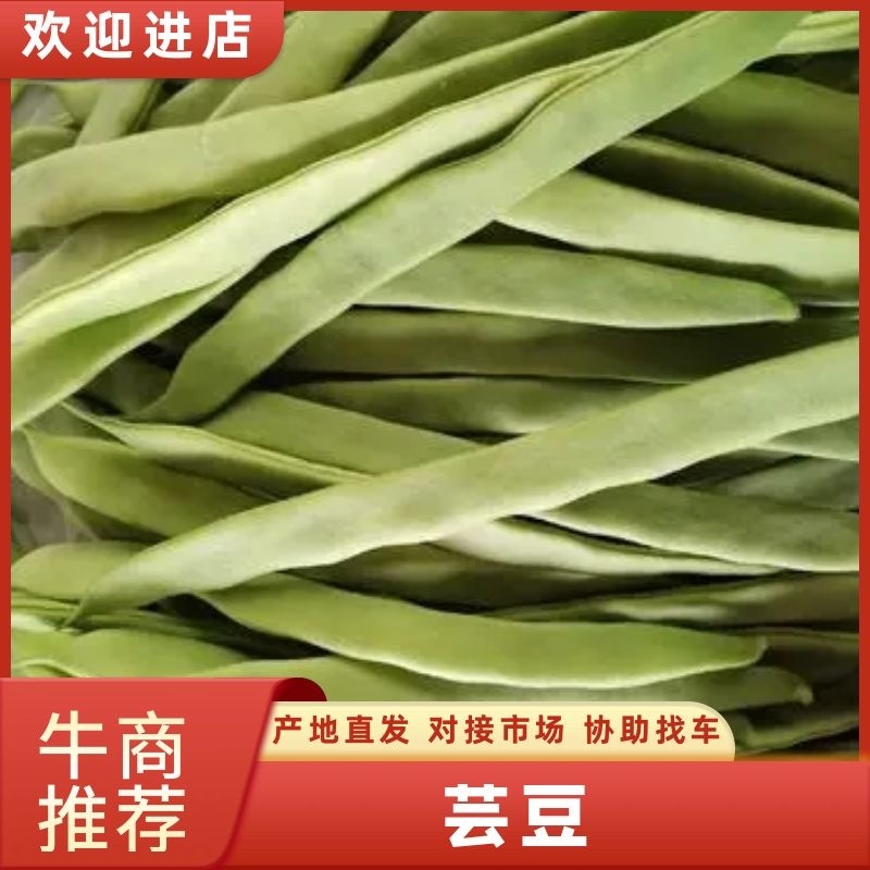 山东商河芸豆扁青芸豆产地直供货源充足欢迎咨询