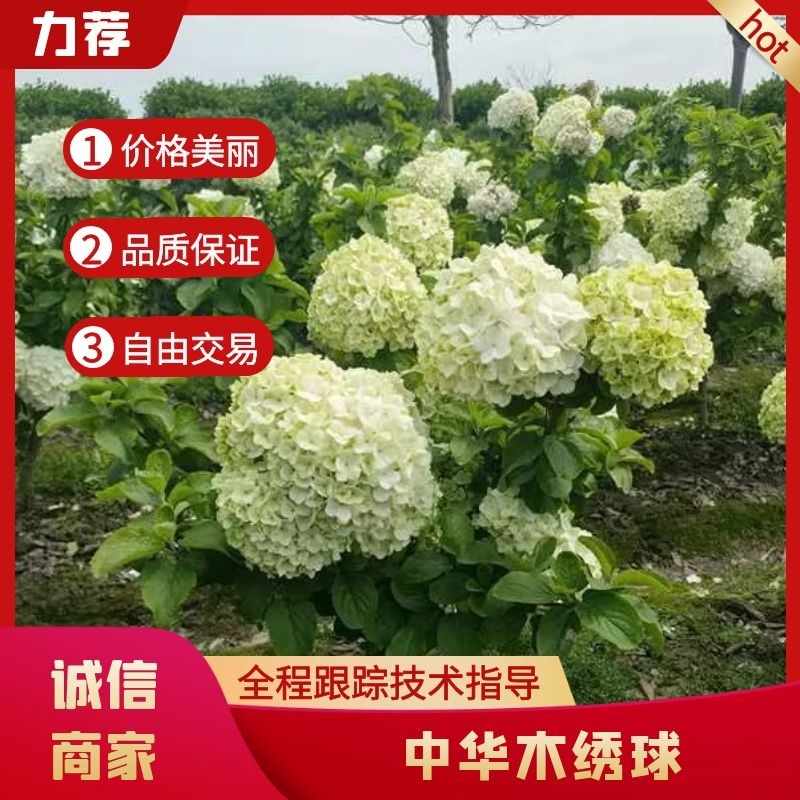 正宗中华木绣球，热销中，规格2一3一4一5公分，欢迎订购
