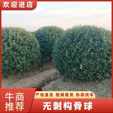 无刺构骨球冠幅:1.8m、2m，质量保证，价格优惠。