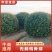 无刺构骨球冠幅:1.8m、2m，质量保证，价格优惠。