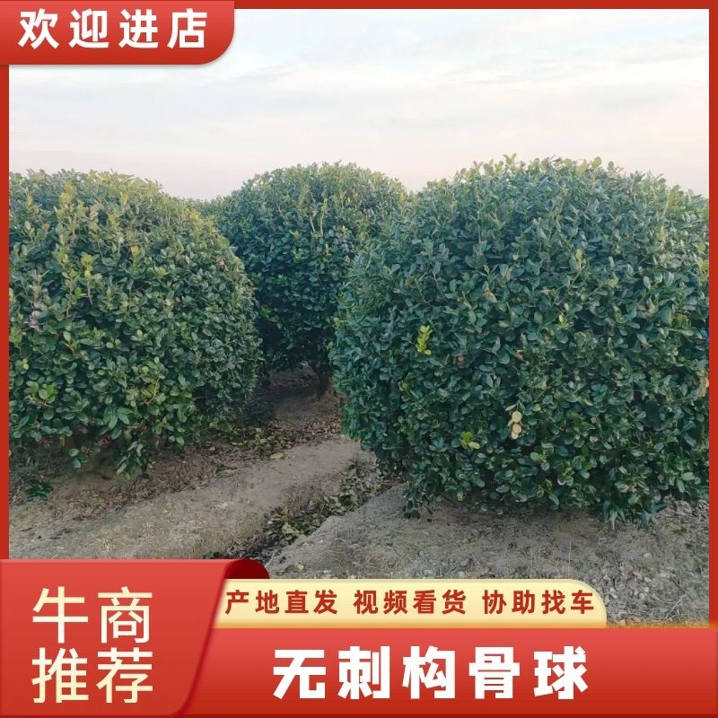 无刺构骨球冠幅:1.8m、2m，质量保证，价格优惠。