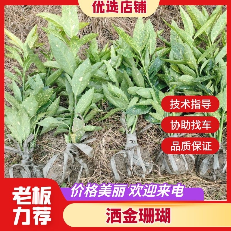 洒金珊瑚毛球高度30cm一40Cm，品质保证，价格优惠。