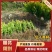 精品瓜子黄杨分栽苗高度40Cm，正在热销中，全国发货。