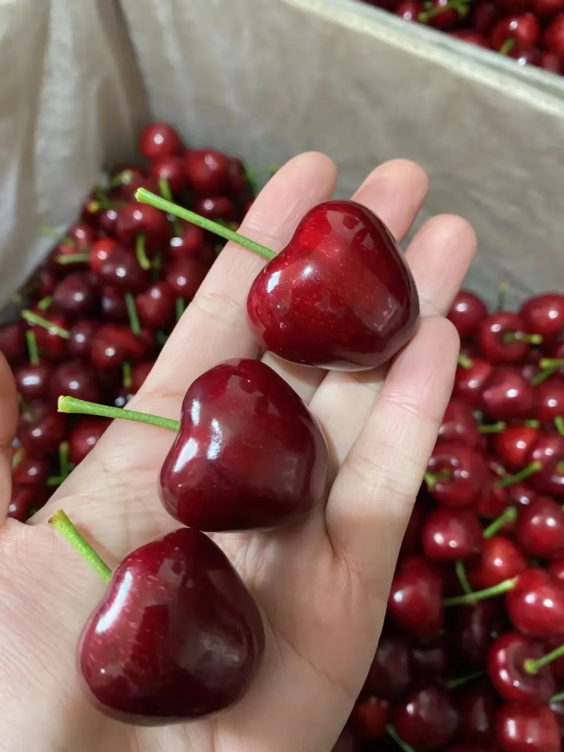 美早樱桃樱桃红灯樱桃大量供应品种齐全供全国商超社区
